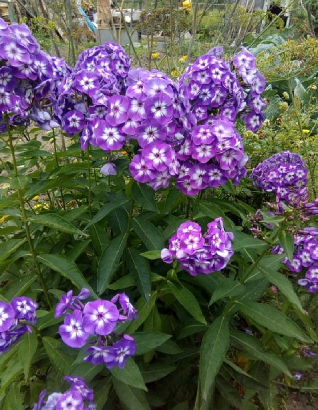 Флокс Успех 